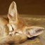 fennec_fox