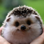   ururushki