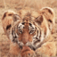   SweetTiger