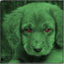 Green_Dog